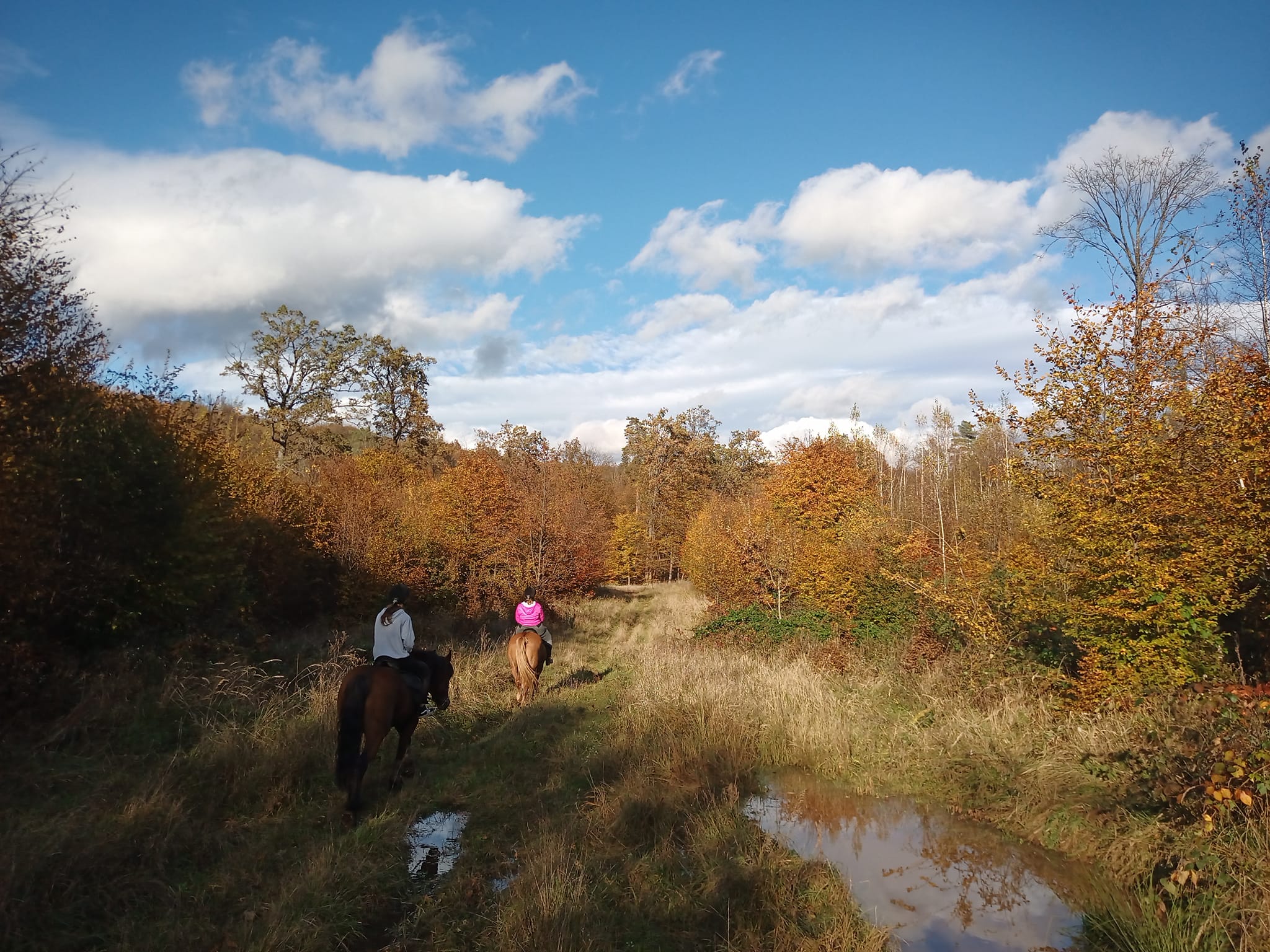 Short horsetrip in the forest