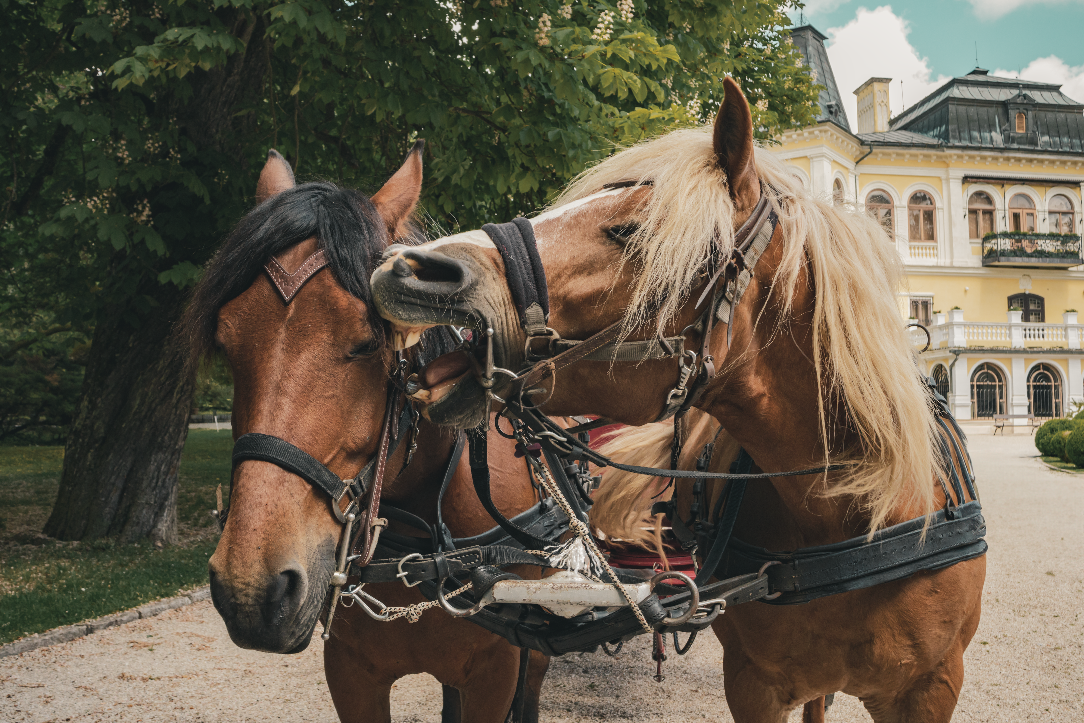 Carriage ride