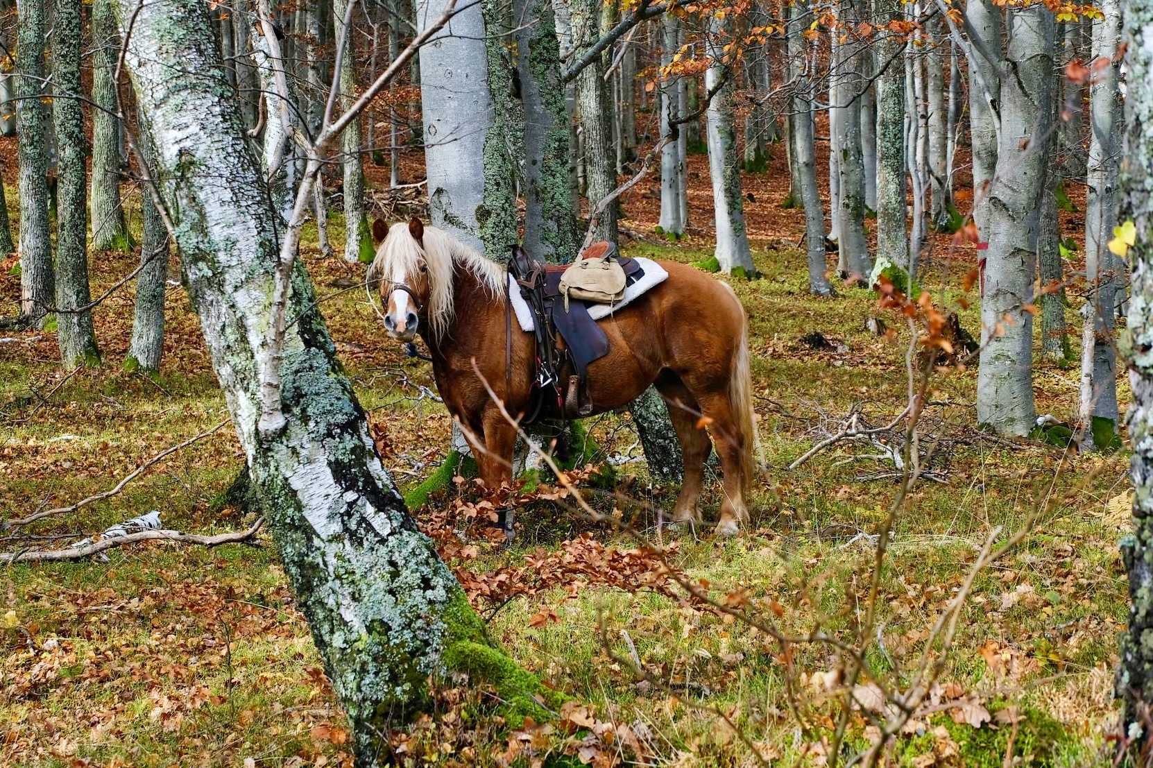 Horseride to Čertov hrad