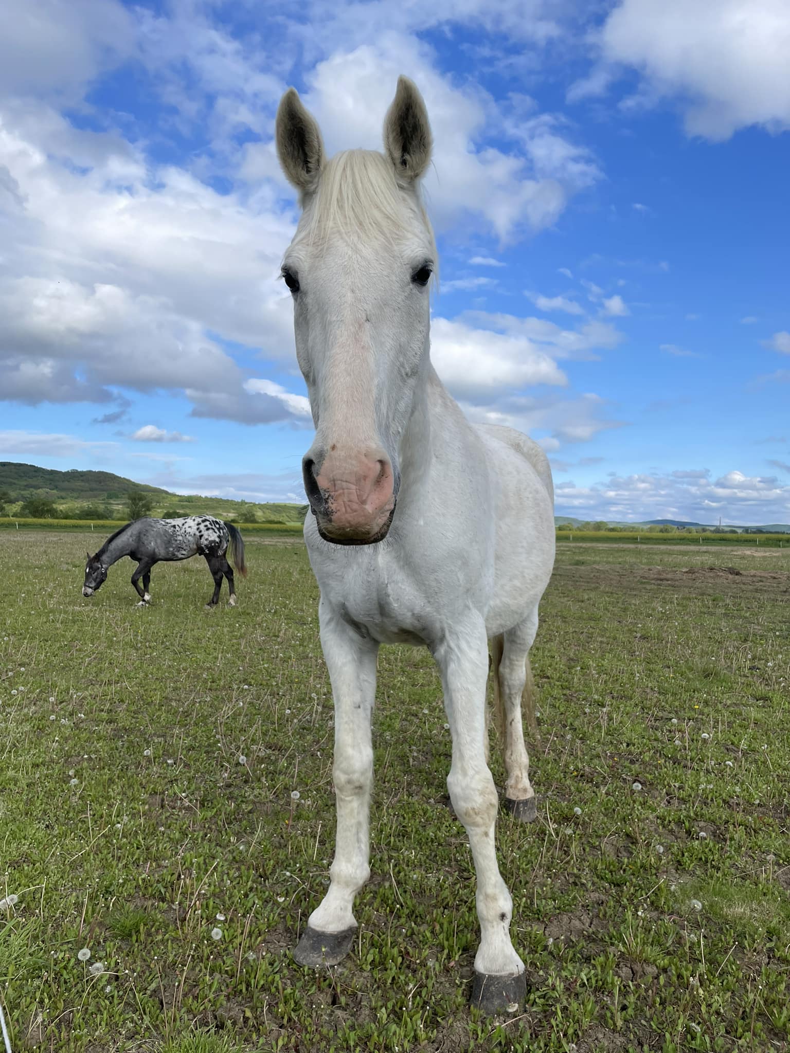 More opportunities for horseback riding