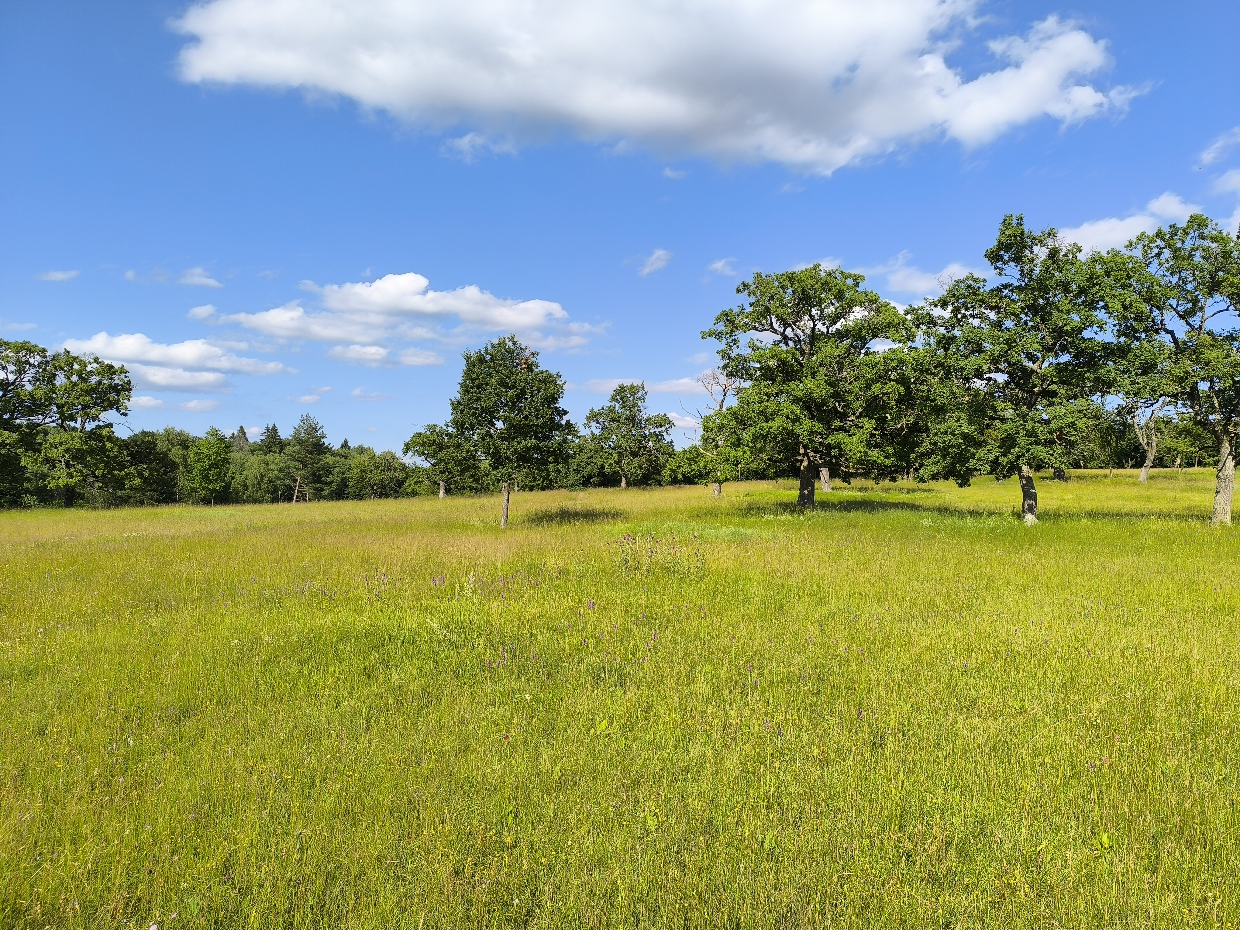 Horseride to Silická Planina