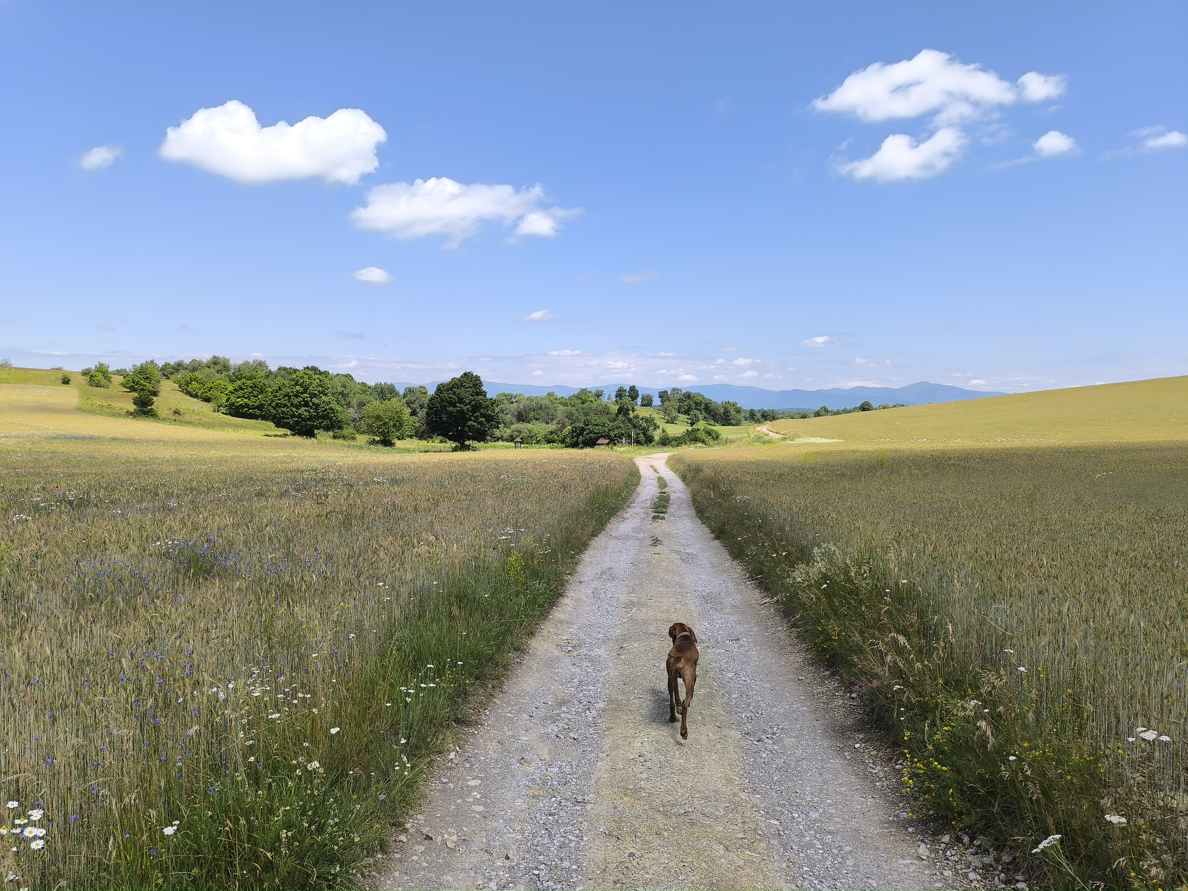 Horseride to Silická Planina